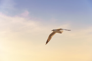 Bird flying at sunset