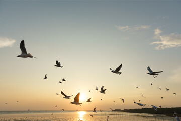 Backlit Group of birds flying at sunset