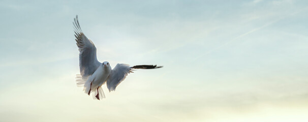 Bizarre posture of Flying seagull spreads wings at sunset