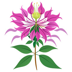 white background on flower Cleome (Spider Flower)