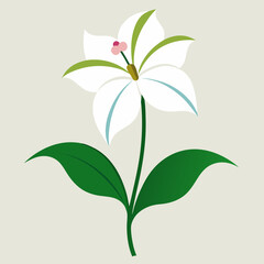 white background on flower Nicotiana