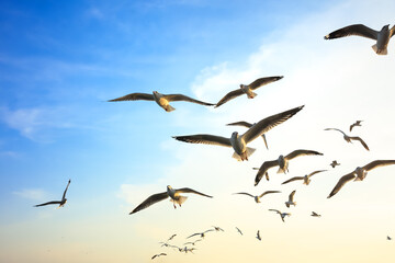 Birds flying at sunset
