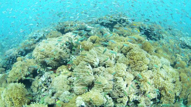 A vibrant reef full of fish and corals thrives in the shallows of a reef near Adonara, Indonesia. This area, in the Lesser Sunda Islands, is known for its extraordinary marine biodiversity.