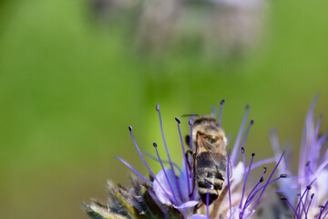 Honeybee collects nectar on blooming phacelia flower under summer sunlight, highlighting...