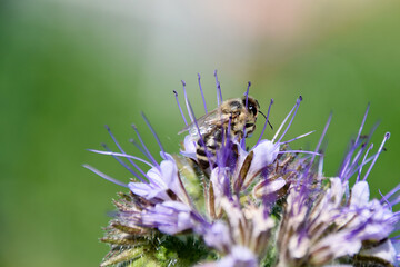Honeybee collects nectar on blooming phacelia flower under summer sunlight, highlighting...