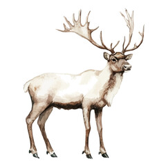 Fototapeta premium Reindeer, watercolor clipart vector, isolated on a white background.