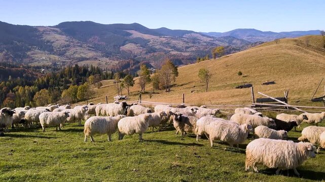 Ukrainian highlanders Hutsuls are engaged in cattle breeding, sheep graze on a mountain pasture against the backdrop of autumn in the Carpathians