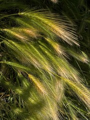 Greenish-yellow spikelets of tall grass