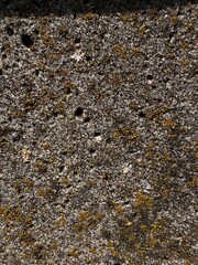 Texture of concrete wall with yellow moss