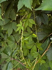 Fototapeta premium Green leaves of maiden grapes, young shoots, tendrils of vines, park plants