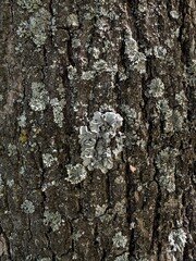 Fototapeta premium Tree bark texture, tree trunk covered with gray lichen