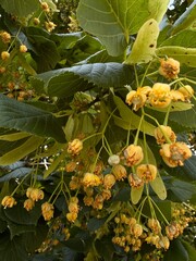 Blooming linden flowers, tree, linden blossom, medicinal plant 