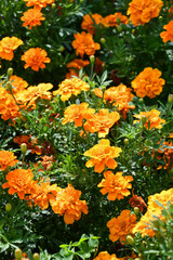 マリーゴールド「サファリ・タンジェリン」Marigold 'Safari Tangerine'