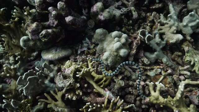 Captured in slow motion, a banded sea krait navigates the vibrant coral reefs of Kepulauan Banda, Indonesia. It gracefully moves through a diverse underwater ecosystem.