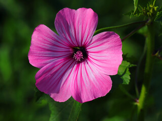 Spring, Portugal. Pink Lavatera flower in nature, also known as Pink Mallow or Pink Malva. Lavatera...
