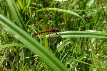 Red Dragonfly Perched on Green Grass Blades
