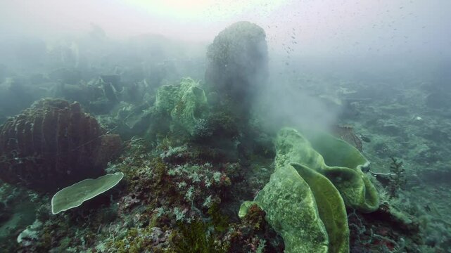 Experience the tranquil underwater beauty as warm water slowly rises from hydrothermal vents surrounded by large coral formations. Captured in slow motion at Kepulauan Banda, Indonesia.