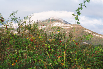 Green mountainous landscape with a prominent peak partially covered by clouds. In foreground, dense...