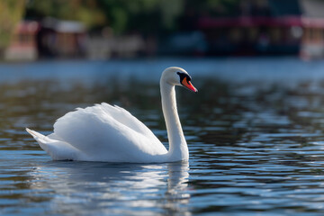 Fototapeta premium White swan on lake majestic swan swimming graceful water swan