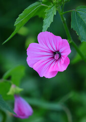 Fototapeta premium Spring, Portugal. Pink Lavatera flower in nature, also known as Pink Mallow or Pink Malva. Lavatera rosa. Malvaceae Family.