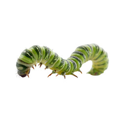 Inchworm crawling on invisible surface, body arched in motion, segmented folds with soft light, photorealistic rendering in isolated 8K transparent PNG