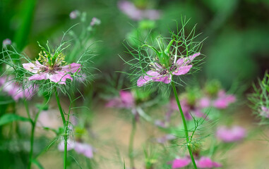 Jungfer im Grünen (Nigella damascena)