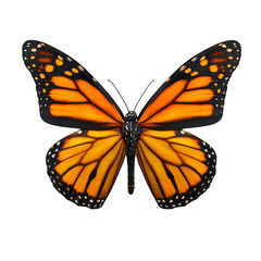 Fototapeta premium Orange-and-black monarch butterfly perched sideways, open wing symmetry, clean detailing on pattern and body, minimal shadow, isolated PNG in 8K macro style
