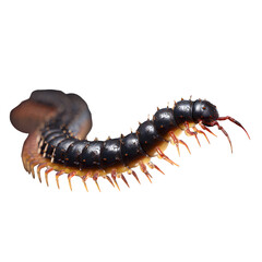 Obraz premium Realistic centipede side crawl, many legs moving in rhythm, slightly curled body and shiny segments, dark textured contrast, 8K ultra-sharp transparent PNG