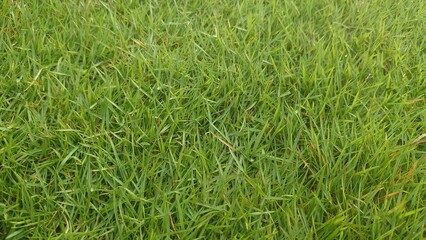 green grass background