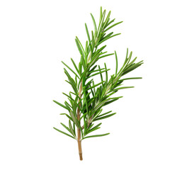 Fototapeta premium Fresh Rosemary Sprig with Vibrant Green Leaves Against White Background