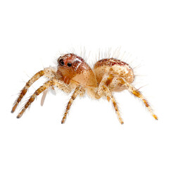 Spiderling (baby spider) macro view, small hairy body and short legs, positioned on transparent plane, 8K isolated PNG