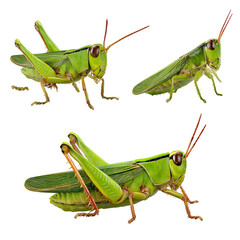 Three green grasshoppers in different poses, standing, crawling, and mid-jump, realistic texture and leg articulation, clean white-transparent background, isolated 8K PNG