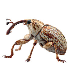 Weevil beetle macro side view, long snout and dotted shell texture, earthy color tones, natural shadow fall, 8K transparent PNG style