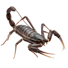 Whip scorpion with whip-like tail and wide claws, dark brown leathery body with subtle gloss, crawling pose, photoreal 8K transparent PNG