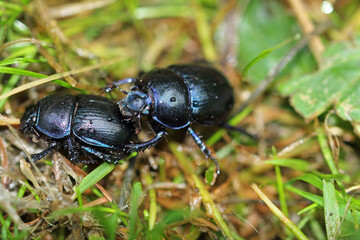forest dung beetle on a green leaf