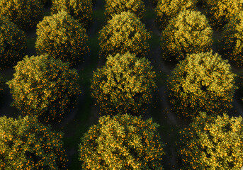 Naklejka premium Aerial View of Kumquat Plantation