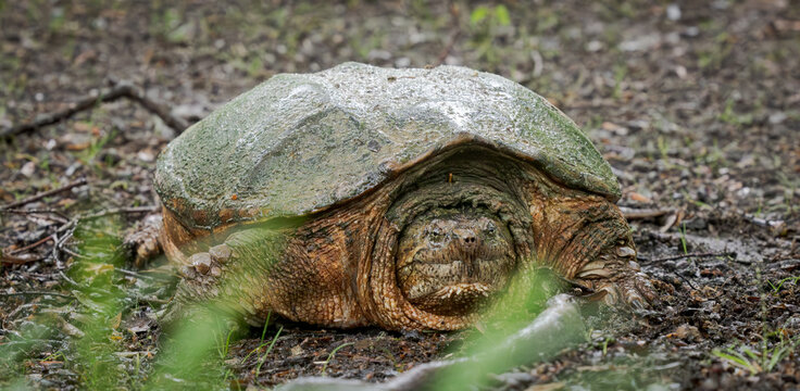 Snapping Turtle grass