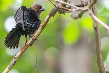 Male brown-headed cowbird flaps its wings in a mating ritual for a female.
