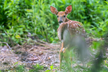 Fawn standing in a clearing.