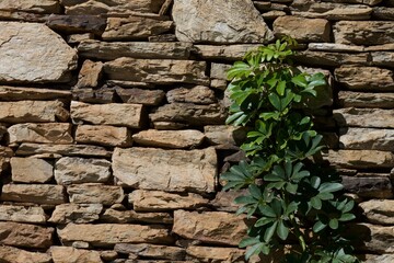 A small green plant is growing on a wall made of stone