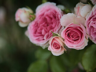 5月に美しく咲いたピンク色のバラ「アミ･ロマンティカ」