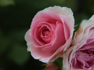 5月に美しく咲いたピンク色のバラ「アミ･ロマンティカ」