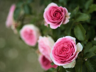 Obraz premium 5月に美しく咲いたピンク色のバラ「アミ･ロマンティカ」