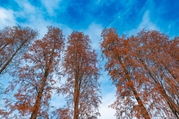 red bald cypress under blue sky at horizontal composition