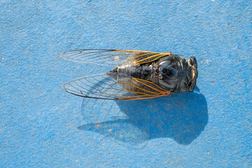 top view cicada on the floor