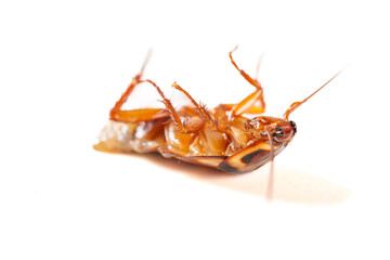 angle view dying cockroach with its belly burst open and rotating on a white background closeup