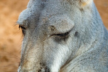 Fototapeta premium kangaroo close up