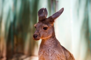 kangaroo in the zoo