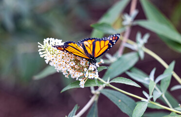 Monarch Butterfly