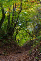 日本の風景・秋　青森県黒石市　紅葉の中野もみじ山